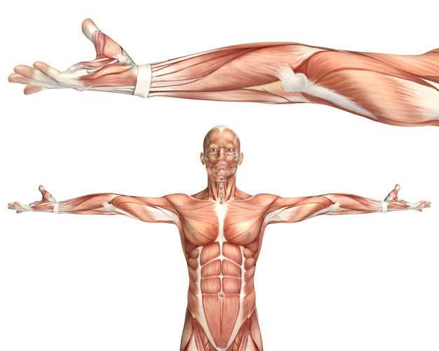 Fibras musculares