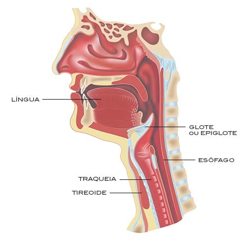 epiglote