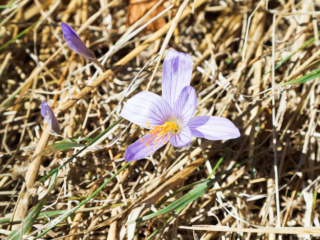 Colchicum autumnale