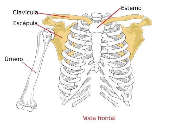 peitoral osso esterno visto de frente