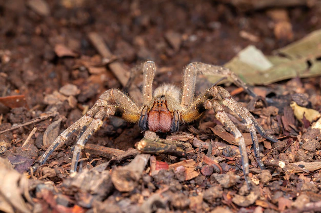 Aranha-armadeira