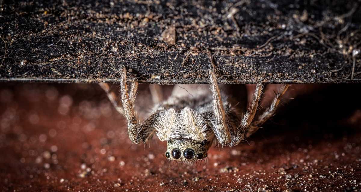 Picada De Aranha: Como Identificar, Como Tratar E Sintomas – SQPSDH