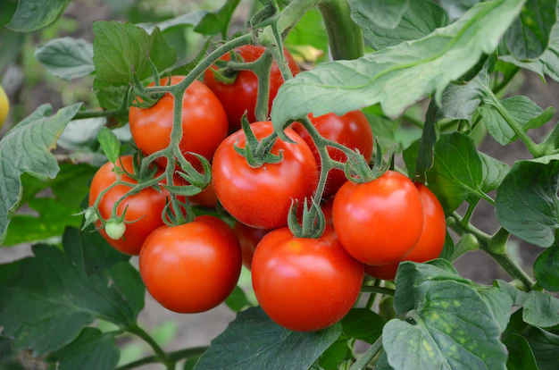 Folha de tomate