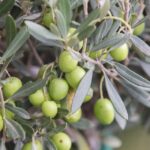 Folhas de oliveira