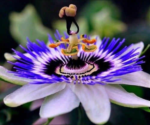 Passiflora caerulea