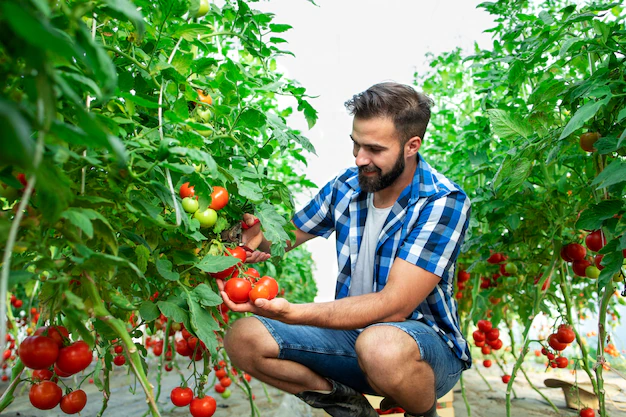 Plantação de tomate