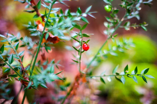 Ruscus aculeatus