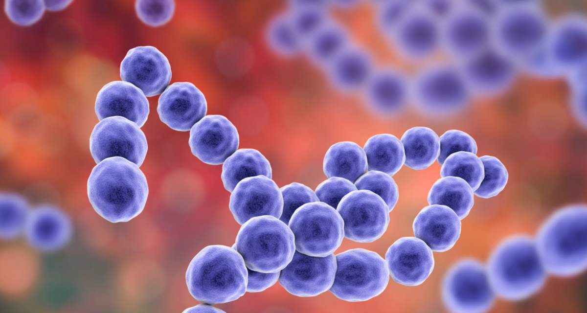 Streptococcus tipos e doenças causadas pela bactéria MundoBoaForma