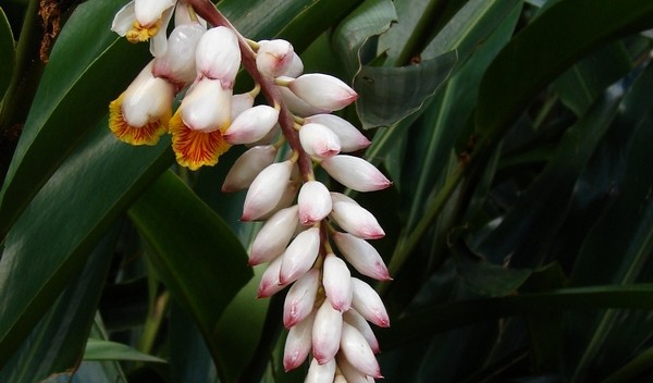 Alpinia