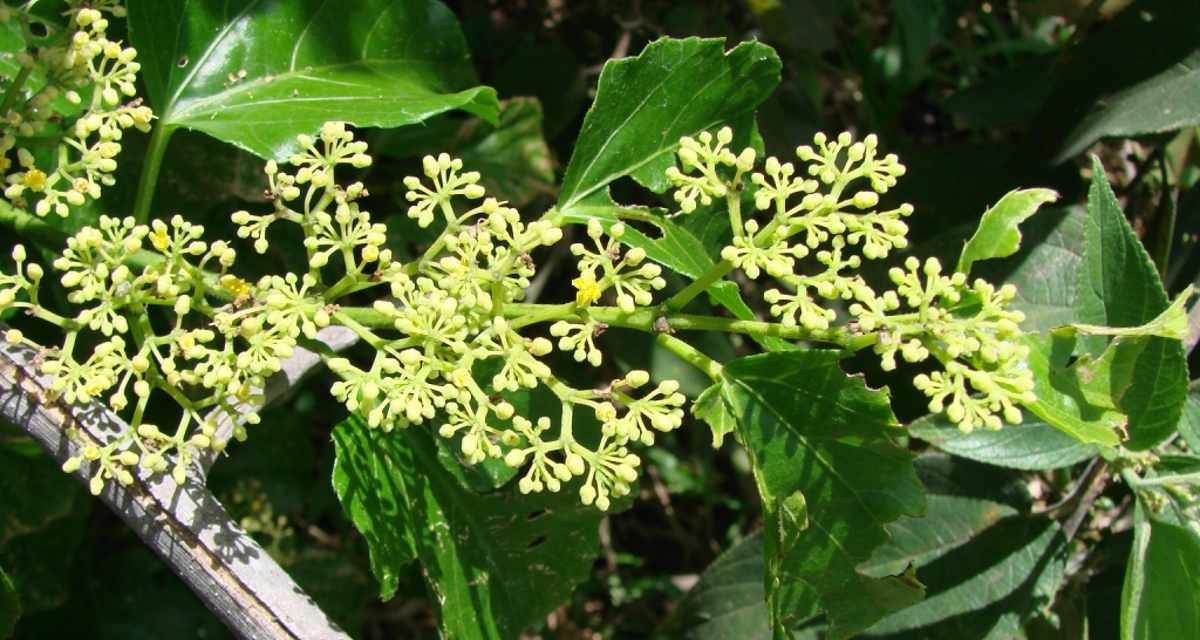 Insulina vegetal o que é, para