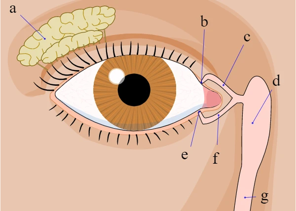 Duto lacrimal