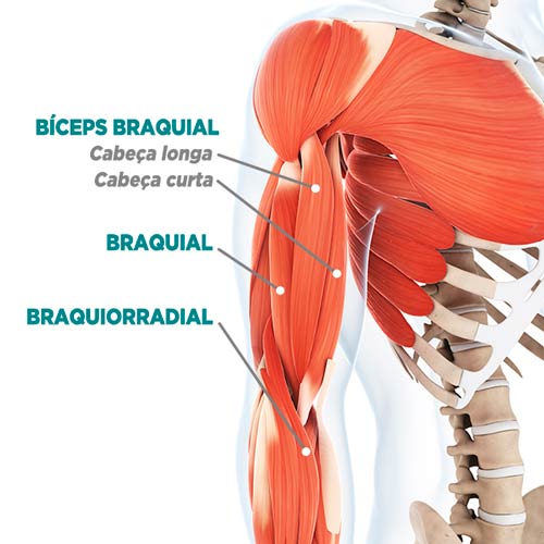 anatomia do bíceps