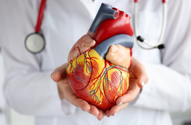 Médico segurando um modelo de coração artificial 