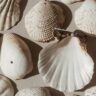 Molusco criador de conchas do mar possui leucemia transmissível