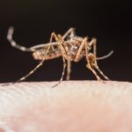 Mosquito sob pele humana