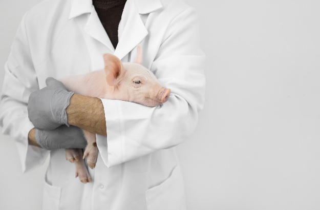 Cientista segurando um porco 
