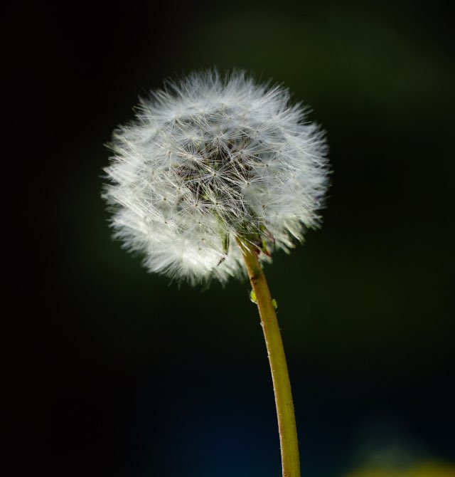 Dente de leão, isolada na fotografia, fundo desfocado