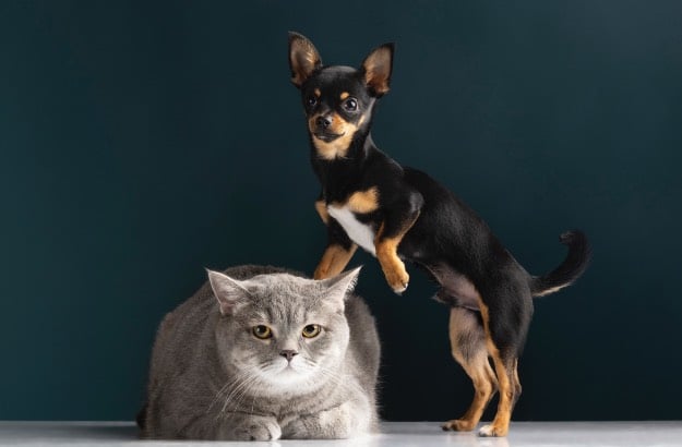 Gato e cachorro convivendo juntos 