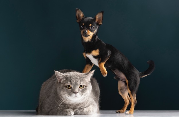 Gato e cachorro convivendo juntos