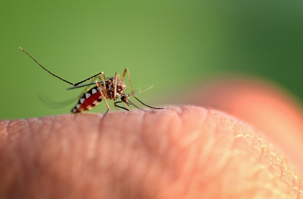 Mosquito sob pele humana