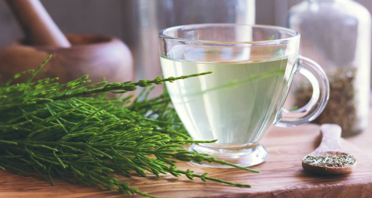 Benefícios do chá de cavalinha, dicas e receitas - MundoBoaForma