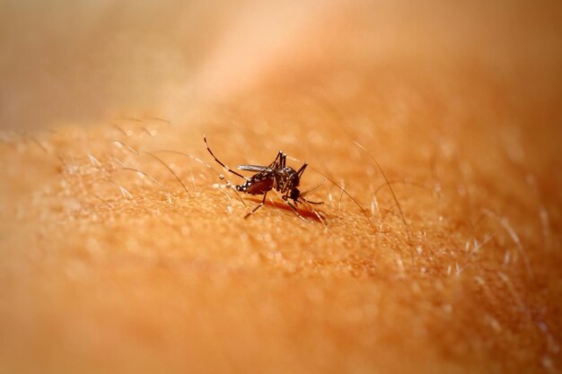 Mosquito da dengue picando