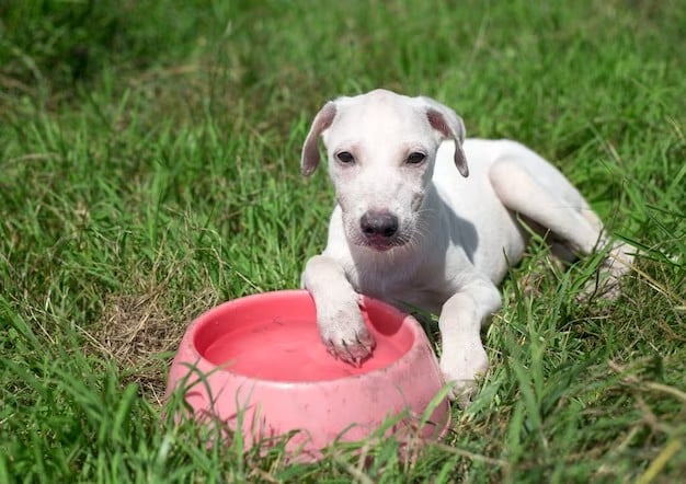 Pote de água do cachorro