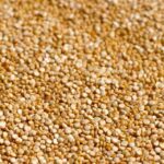 Quinoa