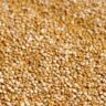 Quinoa
