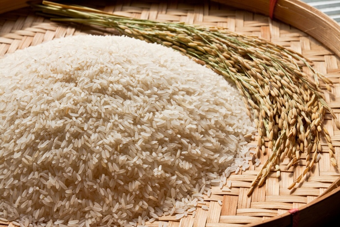 Arroz está se tornando tóxico com mudanças climáticas, indica estudo