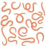 Jovem com suspeita de apendicite descobre infestação por vermes; entenda Jovem com suspeita de apendicite descobre infestação por vermes; entenda