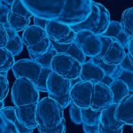 Bactérias intestinais modificadas estimulam o corpo a combater o câncer colorretal, indica estudo Bactérias intestinais modificadas estimulam o corpo a combater o câncer colorretal, indica estudo