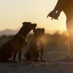 Cães detectam Parkinson pelo cheiro da pele anos antes dos sintomas Cães detectam Parkinson pelo cheiro da pele anos antes dos sintomas