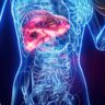 Estudo brasileiro detalha como o organismo se adapta a dietas com muita proteína e nenhum carboidrato