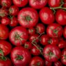 Substância presente no tomate pode proteger o cérebro, sugere estudo