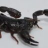Toxina de escorpião da Amazônia é capaz de matar células de câncer de mama, mostra estudo